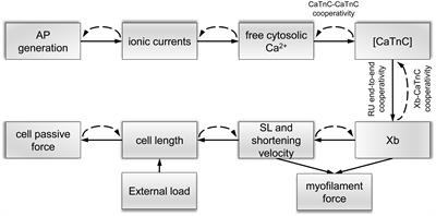 The Effects of Mechanical Preload on Transmural Differences in Mechano-Calcium-Electric Feedback in Single Cardiomyocytes: Experiments and Mathematical Models